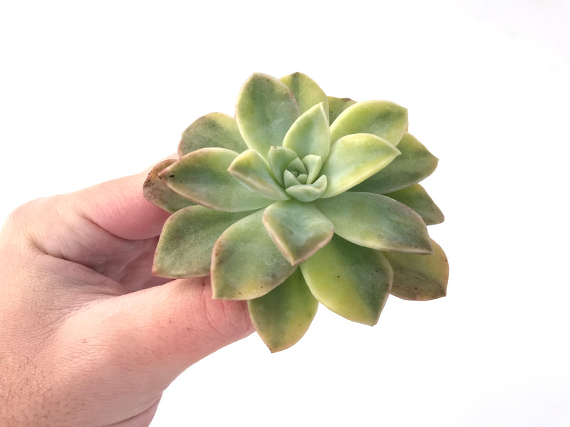 Echeveria 'Harry Watson' Variegated 3" Succulent Plant