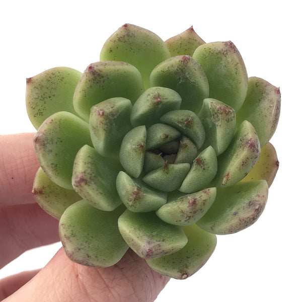 Echeveria 'Amethyst' 2" Succulent Plant