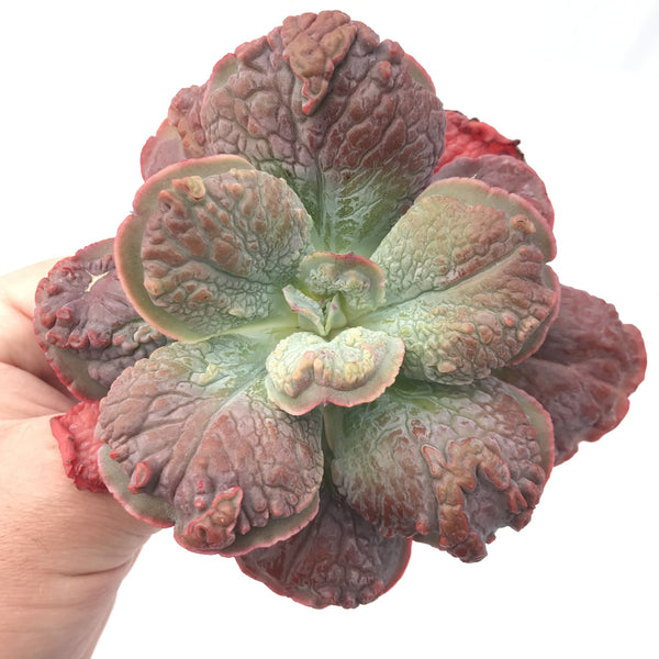 Echeveria 'Linguas' 3"-4" Rare Succulent Plant