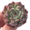 Echeveria sp. 3" Succulent Plant