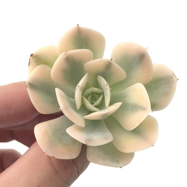 Echeveria Runyonii Variegated (Aka Echeveria 'Akaihosi' Variegated) 2" Succulent Plant