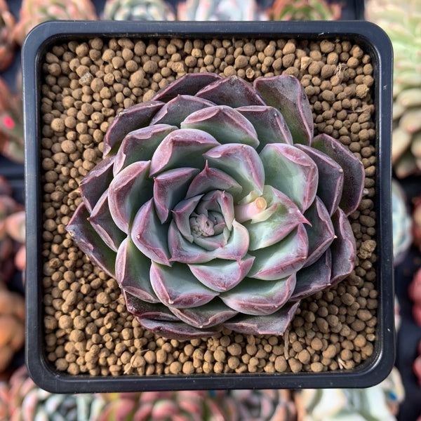 Echeveria 'Chung-ha' 2" Succulent Plant