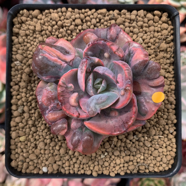 Echeveria 'Beyonce' Variegated 3" Succulent Plant