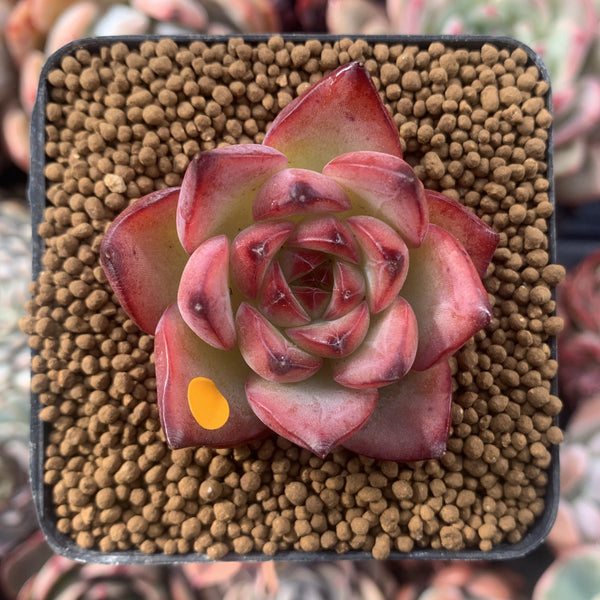 Echeveria Agavoides 'Fire Pillar' 1"-2" Succulent Plant