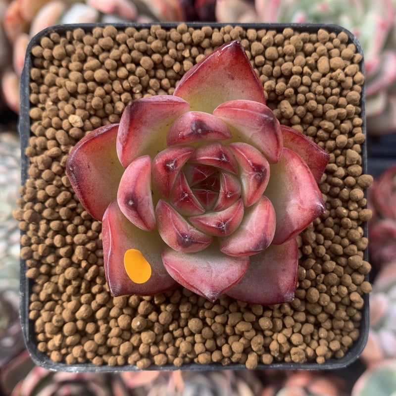 Echeveria Agavoides 'Fire Pillar' 1"-2" Succulent Plant