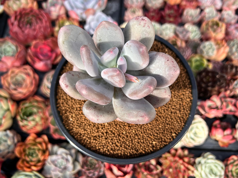 Pachyphytum 'Bracteosum' 3" Succulent Plant