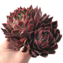 Echeveria Agavoides 'Prolifera' Hybrid Large 8" Succulent Plant