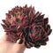 Echeveria Agavoides 'Prolifera' Hybrid Large 8" Succulent Plant