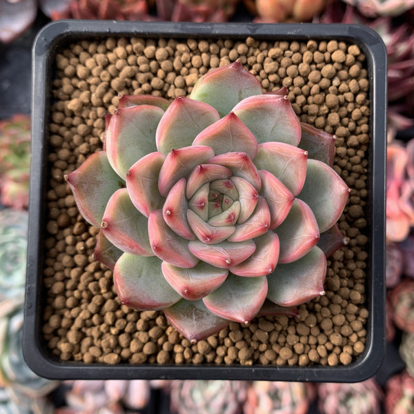 Echeveria Agavoides 'Estrella' 2" Succulent Plant