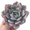 Echeveria 'Ivory' 5" Large Powdery Succulent Plant