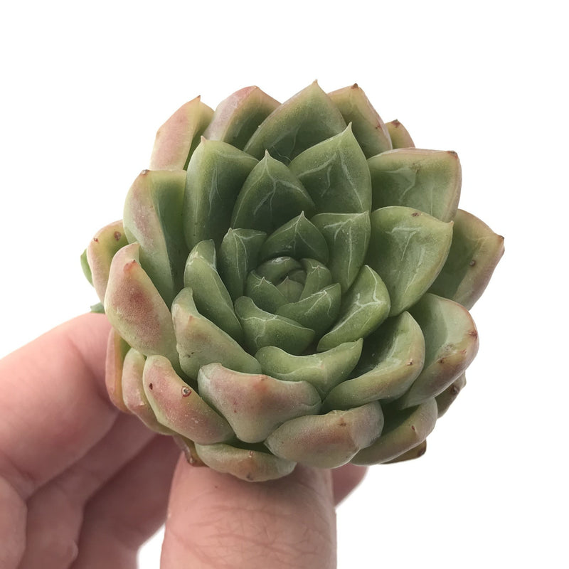 Echeveria sp. 2" Succulent Plant