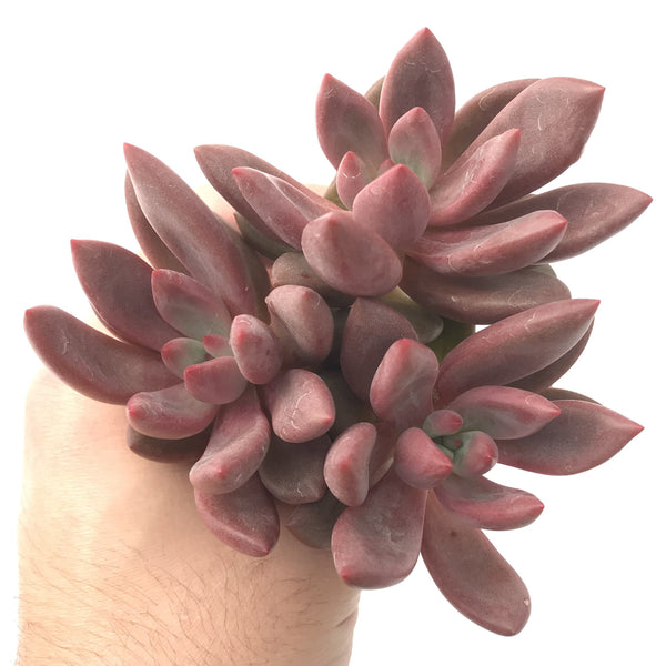 Graptoveria 'Ruby Donna' Cluster 3"-4" Succulent Plant