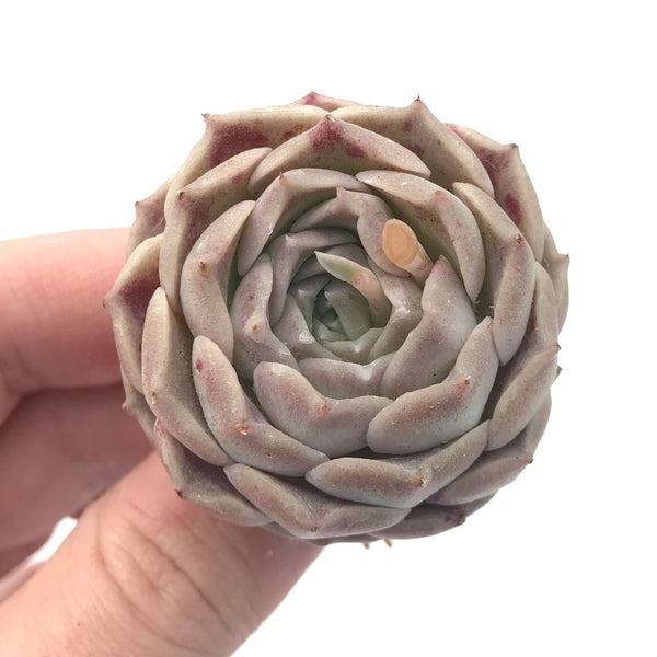 Echeveria ‘Helena’ 1”-2” Rare Succulent Plant