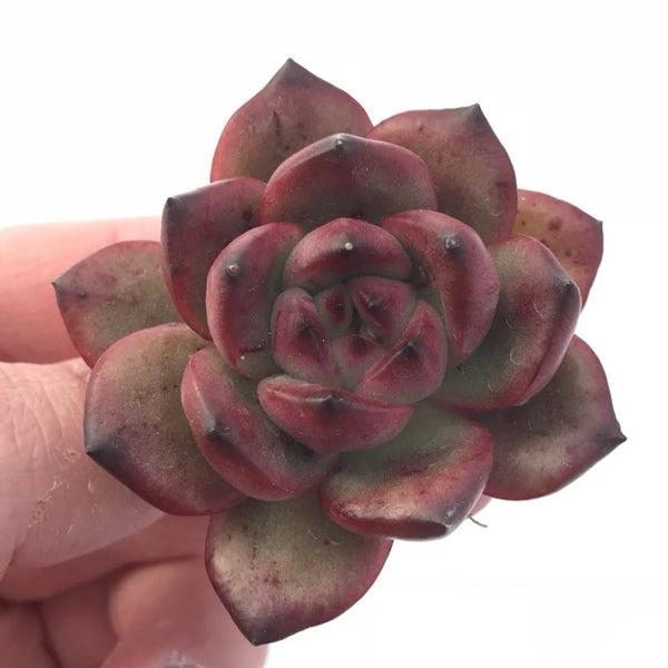 Echeveria Agavoides ‘Tiny Tim’ 1”-2” Rare Succulent Plant