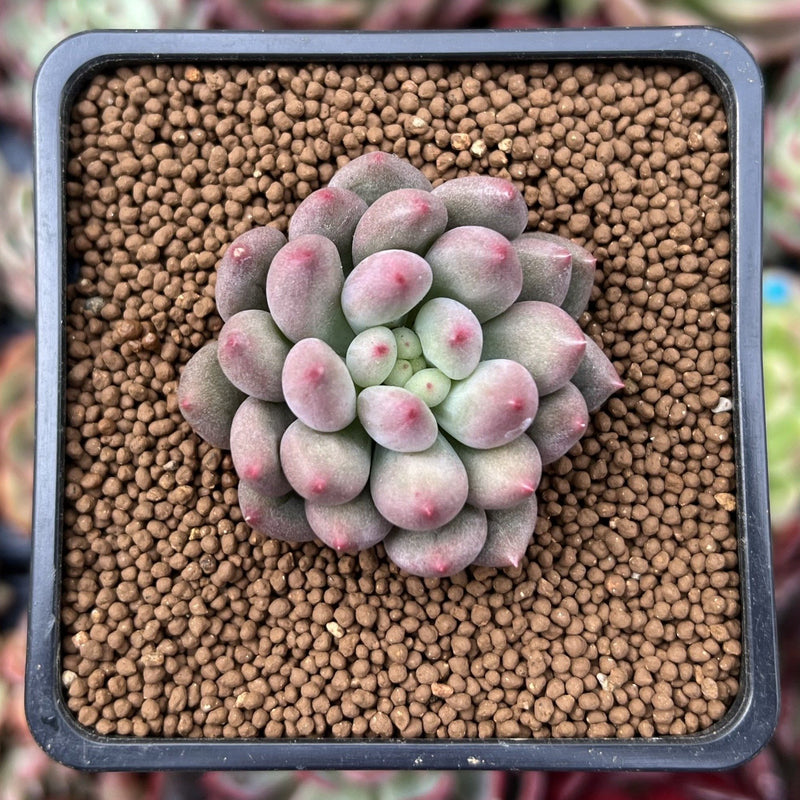 Pachyphytum 'Yeonji' 1"-2" Small Succulent Plant