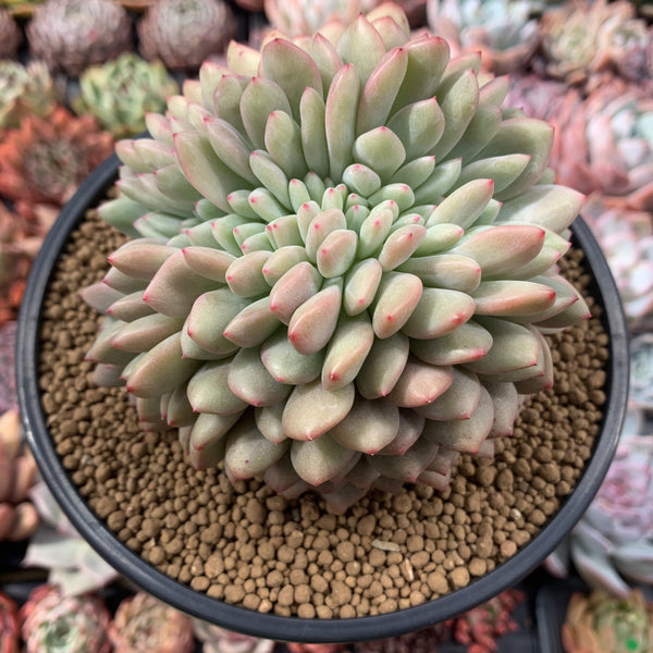 Echeveria 'Ariel' Crested 5" Large Succulent Plant