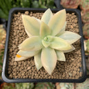 Graptopetalum 'Paraguayensis Awayuki' Highly Variegated 2" Succulent Plant