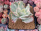 Echeveria 'Japan Moon River' Unique Variegated 3" Succulent Plant