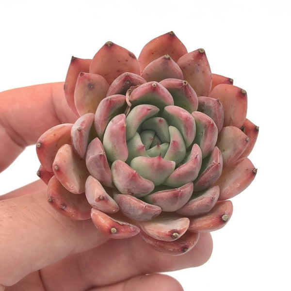 Echeveria 'Cortez' 2" Succulent Plant