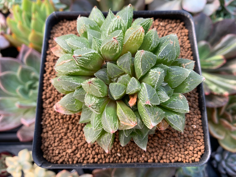 Haworthia 'Ice Candy' 3" Cluster Succulent Plant