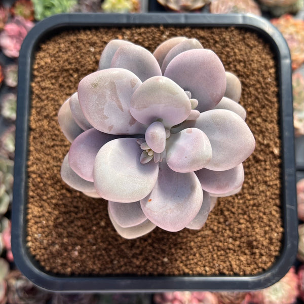 Graptoveria 'Yeonmiin' 3"-4" Succulent Plant