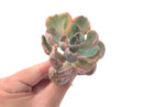 Echeveria 'Hearts Delight' Variegated AKA 'Beyonce Rainbow' 3"-4" Succulent Plant