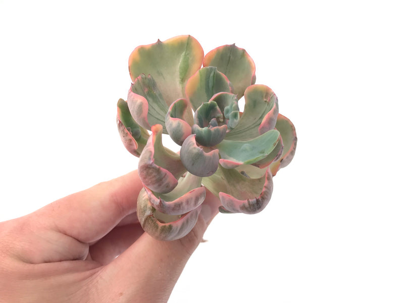 Echeveria 'Hearts Delight' Variegated AKA 'Beyonce Rainbow' 3"-4" Succulent Plant