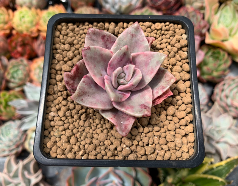 Graptopetalum 'Bainesii' Variegated 2" Succulent Plant