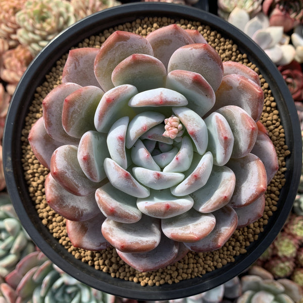 Echeveria 'Orange Monroe' 5" Large Powdery Succulent Plant