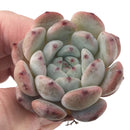 Echeveria 'Viant' 1" Succulent Plant