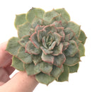 Echeveria 'Fiona' Variegated 3" Rare Succulent Plant