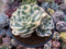 Echeveria 'Compton Carousel' Variegated Large Cluster 7" Succulent Plant