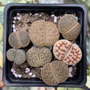 Collection of Lithops 2" (x7 Lithops) Succulent Plant