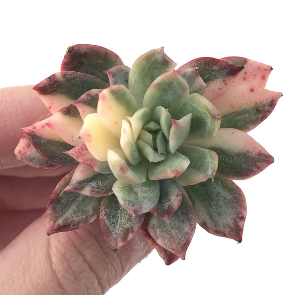 Echeveria 'Bradburiana' Variegated 2" Succulent Plant