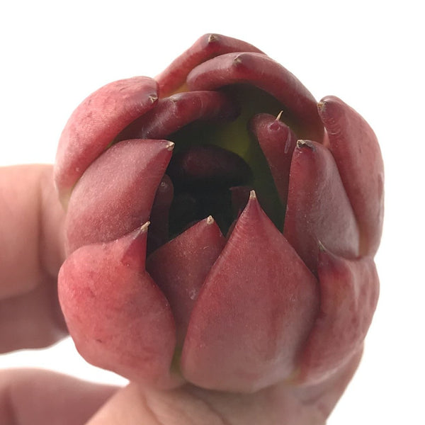 Echeveria Agavoides 'Frank Reinalt' 1" Succulent Plant