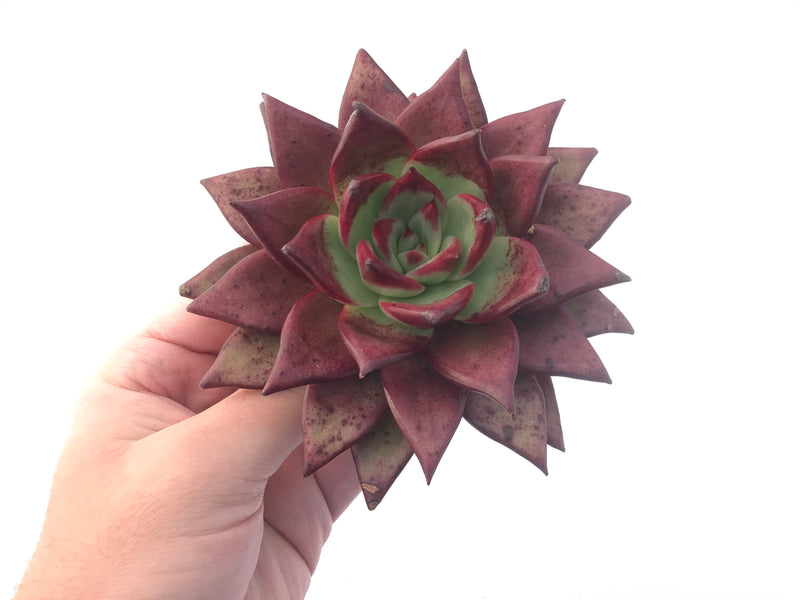 Echeveria Agavoides 'Luming' 5" Succulent Plant