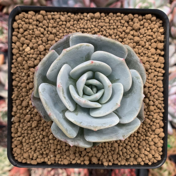 Echeveria 'Lehman' 2"Powdery Succulent Plant