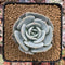 Echeveria 'Lehman' 2"Powdery Succulent Plant