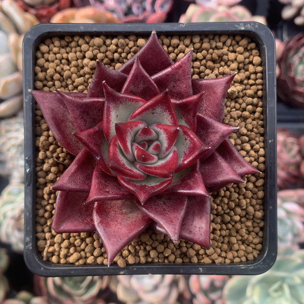 Echeveria Agavoides 'Luming' 3" Succulent Plant