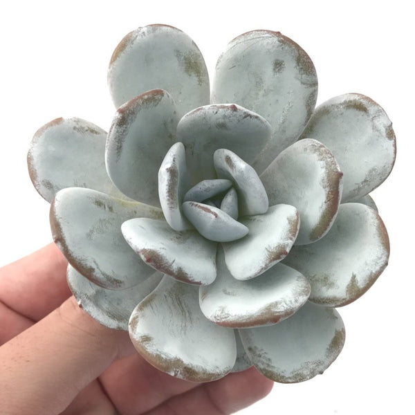 Echeveria 'Laui' 2"-3" Powdery Succulent Plant