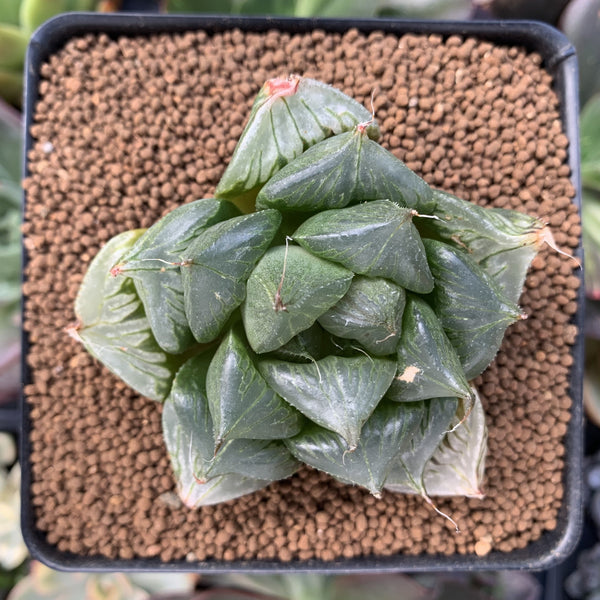 Haworthia 'Three Players' 2" Succulent Plant