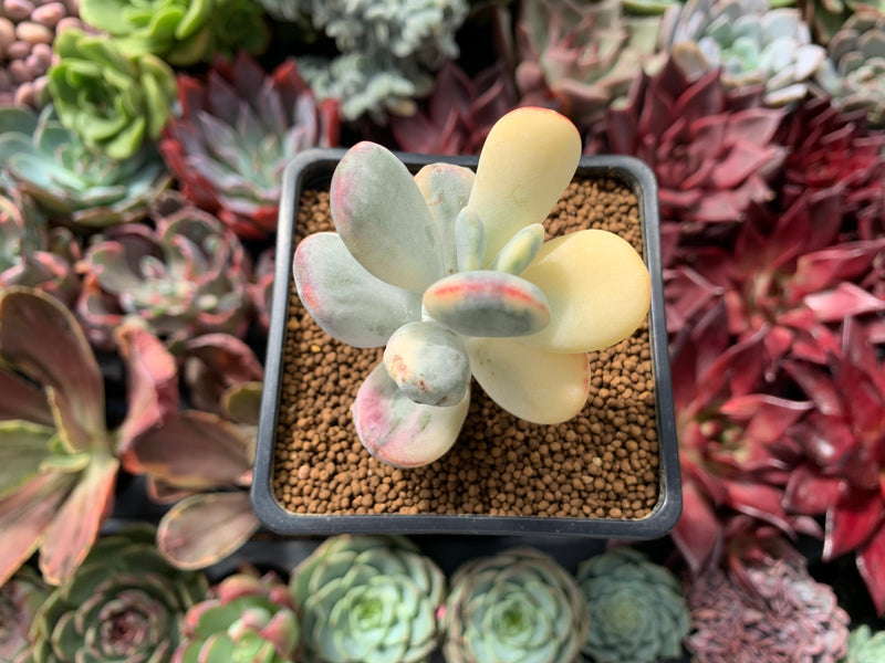 Cotyledon Orbiculata cv. 'Fuku Musume' Variegated 2" Succulent Plant