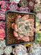 Echeveria 'Sublime' 3" Succulent Plant