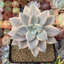 Graptopetalum 'Paraguayense' Variegated 3" Succulent Plant