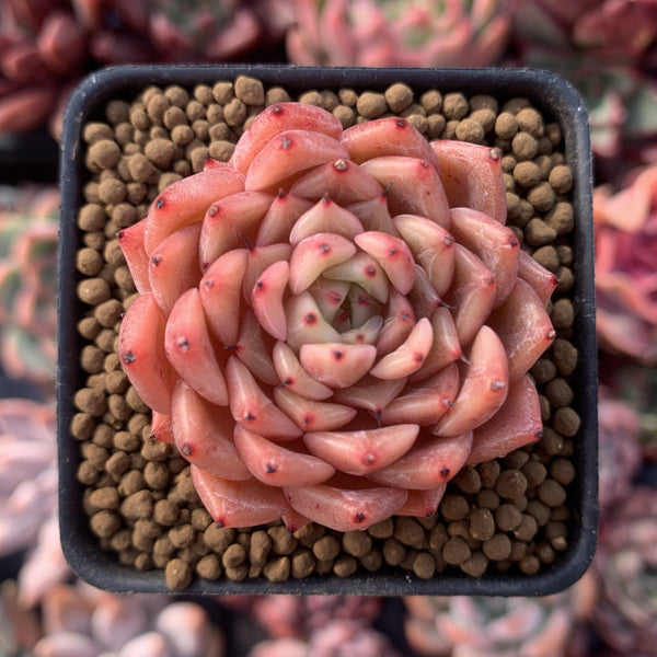 Echeveria Agavoides 'Girba Rose' 1" Succulent Plant