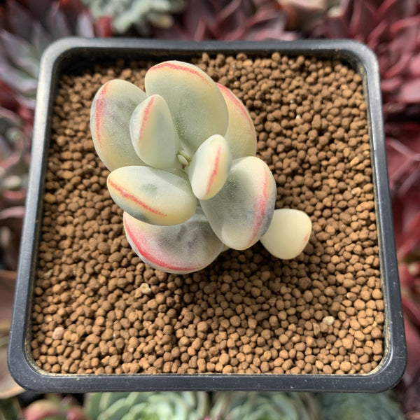 Cotyledon Orbiculata cv. 'Fuku Musume' Variegated 2" Succulent Plant