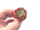 Echeveria 'Ceres' 1" Small Succulent Plant