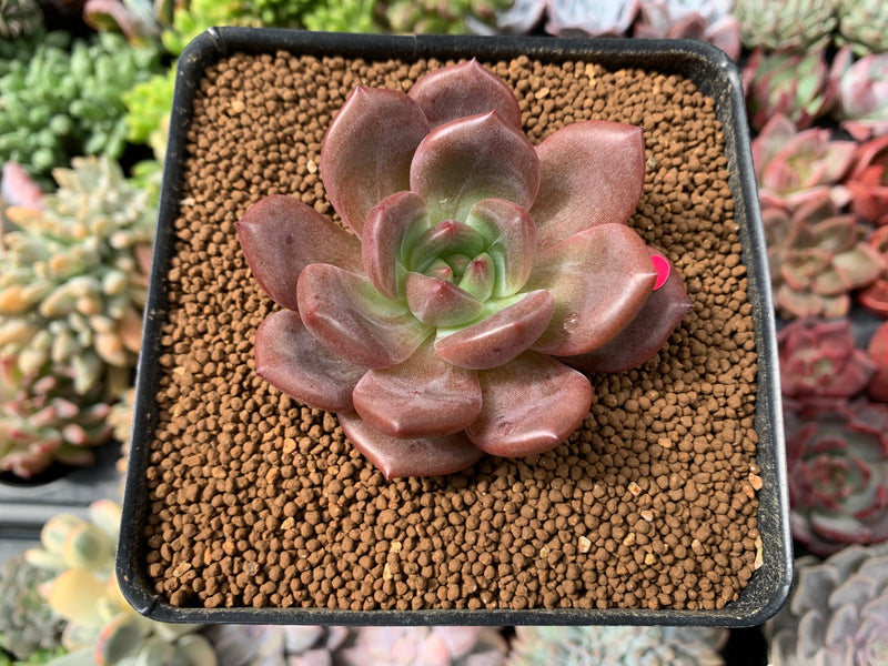 Echeveria 'Baekya' 2"-3" Succulent Plant