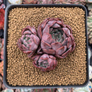 Echeveria 'Piano' 3" New Hybrid Cluster Succulent Plant