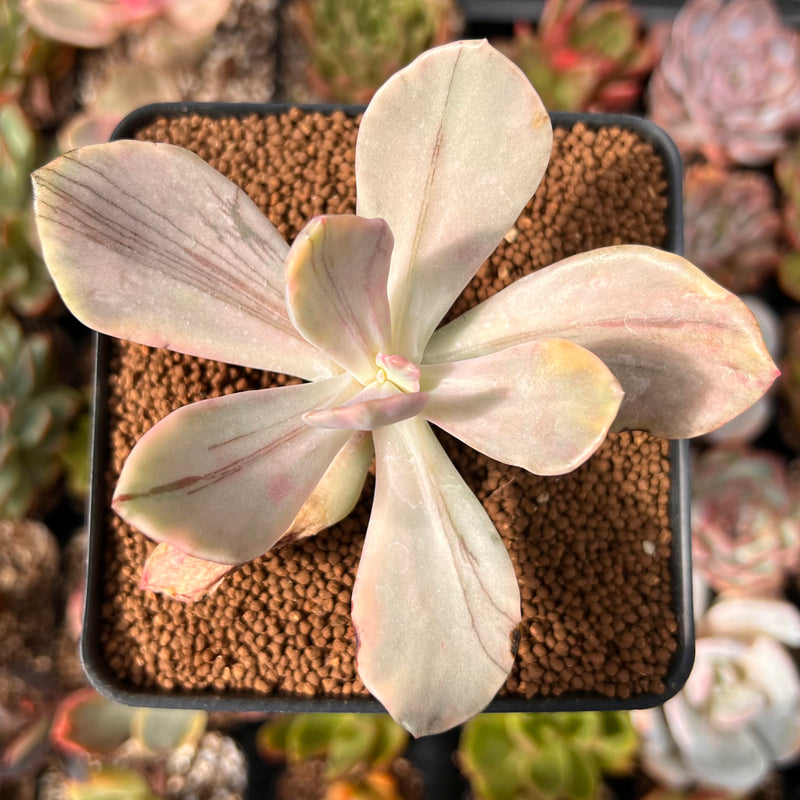 Pachyveria 'Pampoteus' Variegated 2"-3" Succulent Plant